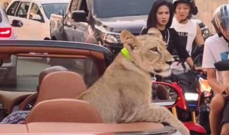 Ταϊλάνδη: Γυναίκα συνελήφθη επειδή έβγαλε το κατοικίδιο... λιοντάρι της βόλτα