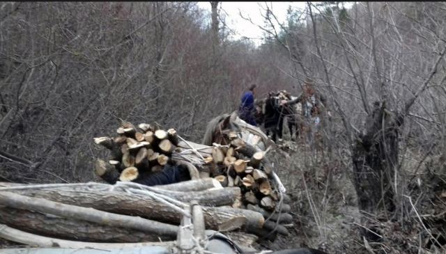 Φθιώτιδα: Ομάδες επιφυλακής και περιπολίες στα δάση για τους παράνομους υλοτόμους