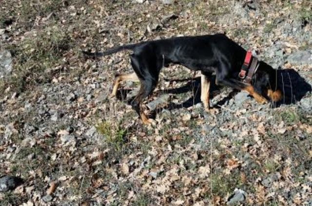 Χάθηκε κυνηγόσκυλο στο Κρίκελλο Ευρυτανίας