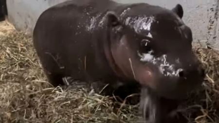 ΗΠΑ: Γεννήθηκε σπάνιος πυγμαίος ιπποπόταμος σε ζωολογικό κήπο στη Βιρτζίνια