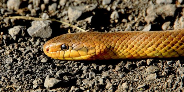 Λάρισα: Φίδι δάγκωσε 60χρονη στην αυλή του σπιτιού της