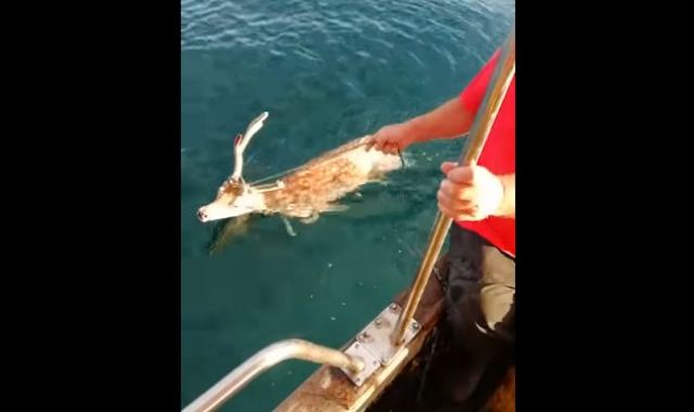 Ψαράς διέσωσε ελάφι που είχε παρασυρθεί - BINTEO