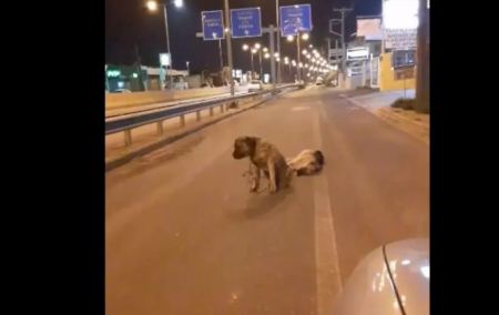 Συγκλονιστικό βίντεο: Σκύλος θρηνεί τον τετράποδο φίλο του και δεν τον εγκαταλείπει
