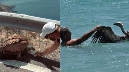 Εξαντλημένοι γύπες «προσγειώνονται» στην Κρήτη: Κάτοικοι και τουρίστες προσπαθούν να τους σώσουν (BINTEO)