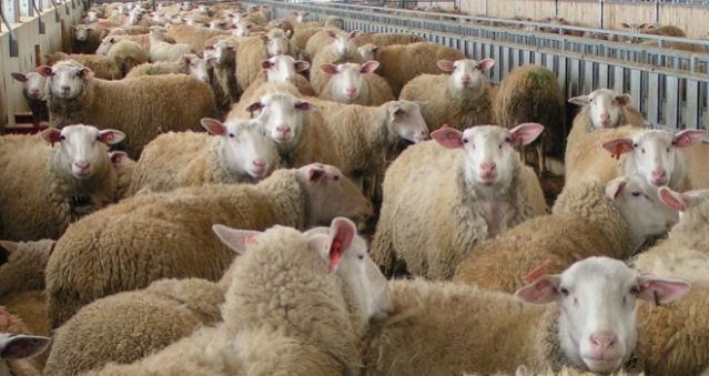 Λαμία: Οι ράμπο του ΣΔΟΕ είναι για να φυλάνε πρόβατα;