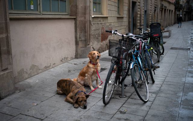 Απίστευτη φρίκη στην Ισπανία: Έκοβαν τις φωνητικές χορδές σκύλων για να μη γαβγίζουν