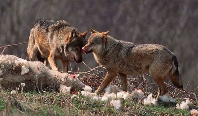 Φθιώτιδα: Επίθεση λύκων σε κυνηγόσκυλα και πρόβατα