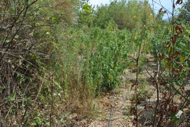 Φθιώτιδα: Νέα φυτεία με χασισόδεντρα στον Σπερχειό - Δείτε ΦΩΤΟ