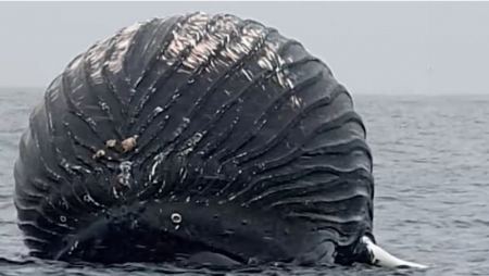 Νορβηγία: Μια νεκρή φάλαινα που έμοιαζε... με μπαλόνι, εντόπισε ψαράς - Γιατί υπήρχε κίνδυνος να εκραγεί