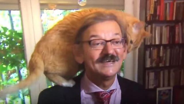 Γάτα σκαρφάλωσε στο κεφάλι καθηγητή που έδινε συνέντευξη - Συνέχισε ακάθεκτος να αναλύει τις πολιτικές εξελίξεις