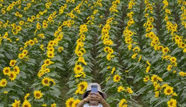 Φάρμα με ηλιοτρόπια στην Αγγλία κάνει έκκληση στους επισκέπτες να μην γδύνονται για να φωτογραφηθούν ανάμεσα στα λουλούδια