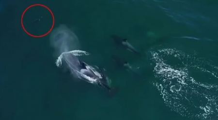 Εντυπωσιακά πλάνα: Φάλαινες δολοφόνοι περικυκλώνουν μπλε καρχαρία στις ακτές της Καλιφόρνια (ΦΩΤΟ)