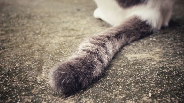 Γάτος βρέθηκε θετικός σε κορωνοϊό στο Βέλγιο - Τι λένε οι ειδικοί