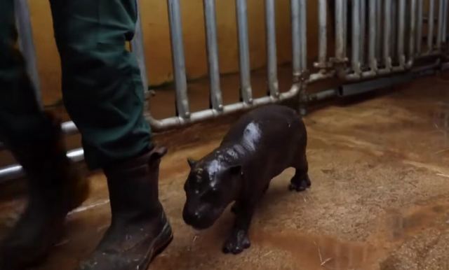 Αττικό Ζωολογικό Πάρκο: Γεννήθηκε σπάνιος πυγμαίος ιπποπόταμος