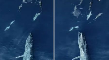 Μια από τις πιο εντυπωσιακές λήψεις φάλαινας που κυνηγάει το θήραμά της