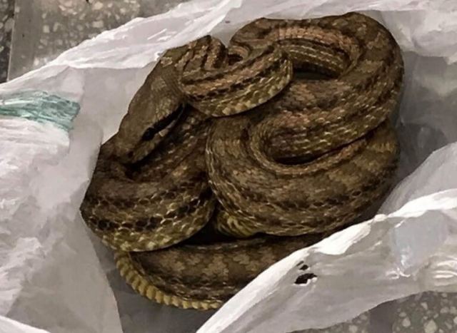 Θεσσαλονίκη: Χαμός σε εστιατόριο με αυτό το φίδι – Πάγωσε η υπάλληλος όταν πλησίασε το ψυγείο [pics]