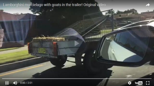 Φόρτωσε τις κατσίκες στη Λαμποργκίνι και τις έβγαλε βόλτα (video)