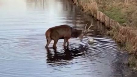 Ελάφι - μπαλαδόρος «διδάσκει» μέσα στο ποτάμι: Το βίντεο που έγινε viral!