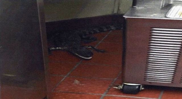Έριξε ζωντανό αλιγάτορα σε εστιατόριο Wendy&#039;s