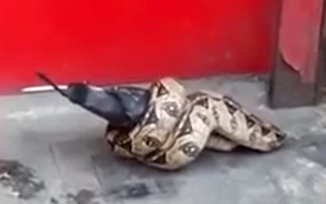 Φίδι τρώει περιστέρι σε πολυσύχναστο δρόμο του Λονδίνου