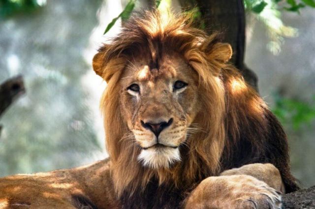 Άνδρας σκοτώθηκε από το λιοντάρι που… κρατούσε παράνομα σπίτι του