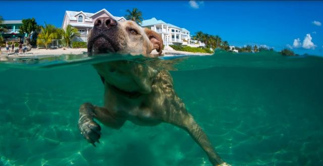 Επιτρέπονται τελικά τα σκυλιά στη θάλασσα;