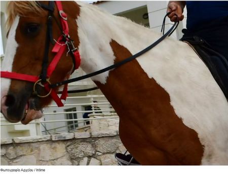 Βρήκαν νεκρό άλογο στο δρόμο – Το βασάνισαν με αλυσίδα και σχοινί πριν πεθάνει