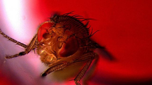 Οι μύγες απολαμβάνουν το σεξ και όταν το στερούνται το ρίχνουν στο... ποτό!