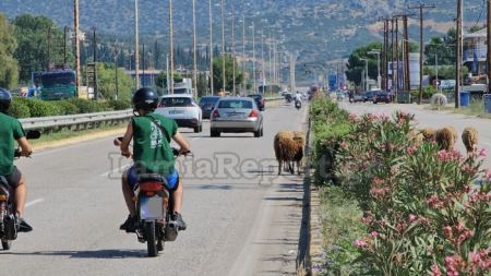 Λαμία: Βγήκαν τα πρόβατα στην… εθνική! Δείτε εικόνες