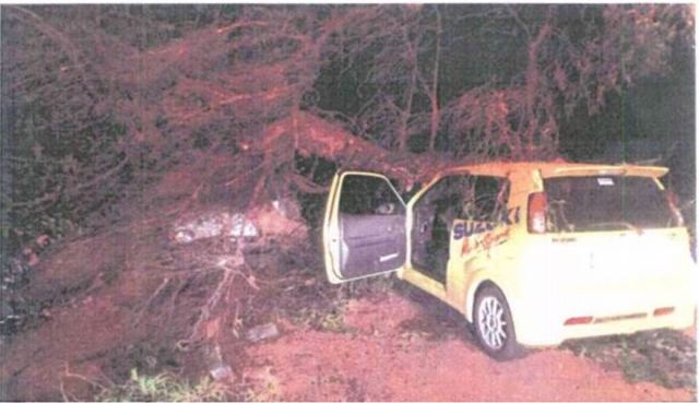 Φθιώτιδα: Αστυνομικός έμεινε ανάπηρος από πτώση δέντρου