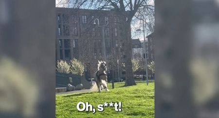Άλογο ξέφυγε από την άμαξα, προκαλώντας χάος σε πάρκο (ΒΙΝΤΕΟ)