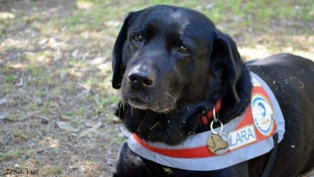 «Εφυγε» η Λάρα, ο ο πρώτος σκύλος - οδηγός τυφλών της Ελλάδας