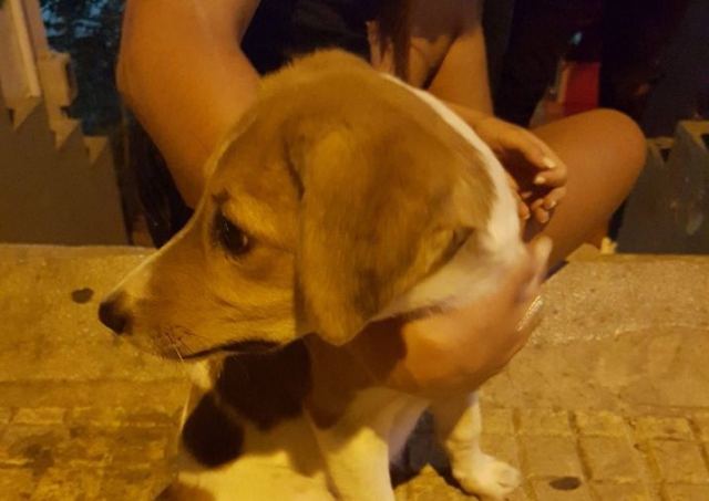 Βρέθηκε σκυλίτσα στο κέντρο της πόλης