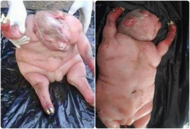 Δεισιδαιμονία και τρόμος! &quot;Πρόβατο γέννησε μισό άνθρωπο μισό... κάτι άλλο&quot;! Σοκαριστικές εικόνες