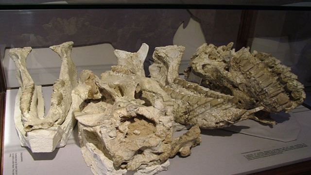 Σε ποιο μέρος της Στερεάς ανακάλυψαν ζώα ηλικίας 7 εκατομμυρίων ετών?