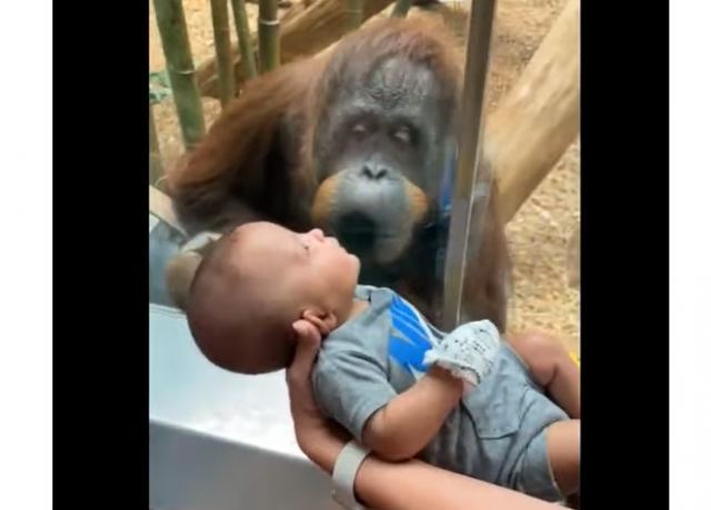 Τρυφερό βίντεο: Ουρακοτάγκος ζητά από επισκέπτες ζωολογικού κήπου να δει από κοντά ένα μωρό 3 μηνών