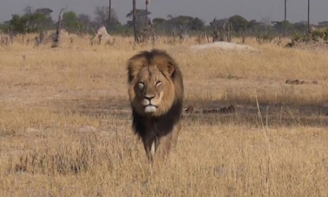 Έγδαραν και αποκεφάλισαν το εμβληματικό λιοντάρι της Ζιμπάμπουε!
