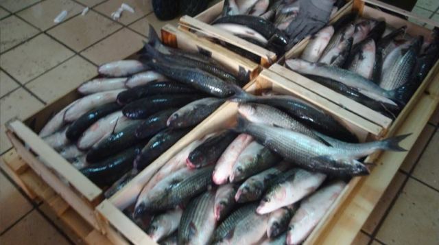 Πάνω από μισό τόνο ψάρια κατάσχεσαν οι Λιμενικές Αρχές