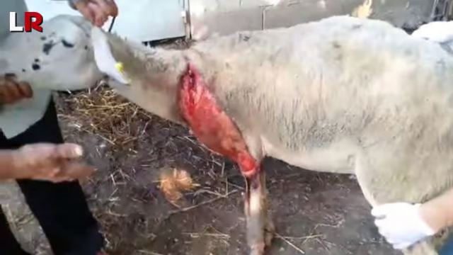 Άγρια επίθεση από λύκο σε ποιμνιοστάσιο
