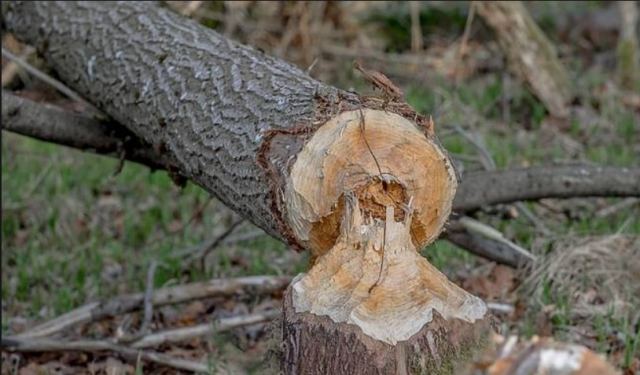 Λαμία: Παραλίγο νέα τραγωδία - Τον τραυμάτισε το δέντρο που έκοβε