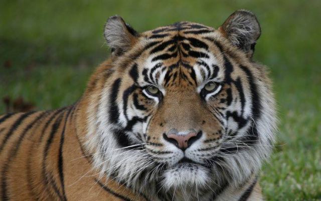 Σκότωσαν τίγρη της Σουμάτρας και κρέμασαν το σώμα της από το ταβάνι