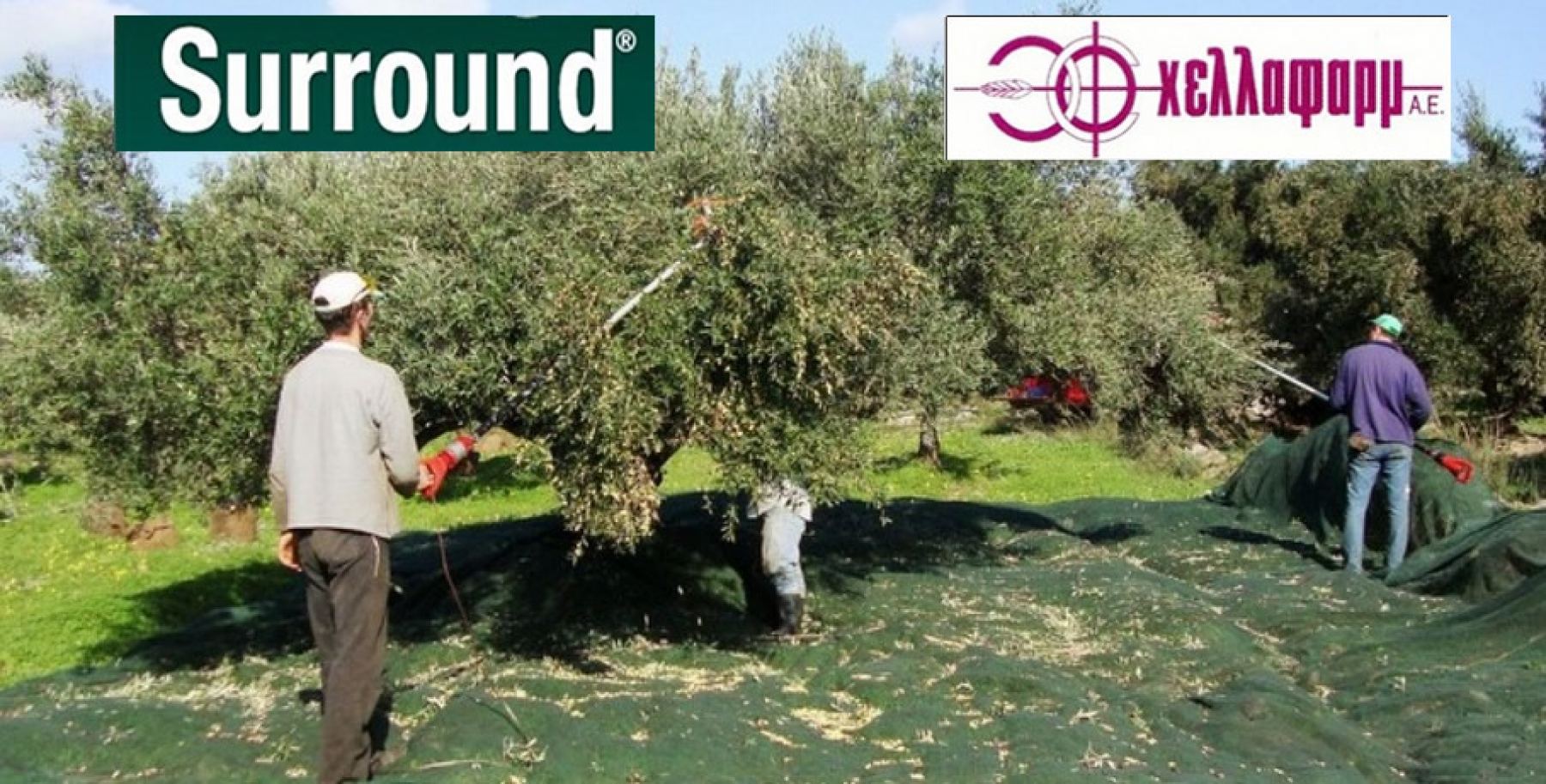 Σήμερα: Ενημέρωση για το δάκο της ελιάς στη Στυλίδα