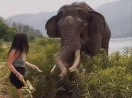 Ινδία: Ελέφαντας πέταξε στον αέρα γυναίκα που τον κορόιδευε με μπανάνες – Σοκαριστικό βίντεο