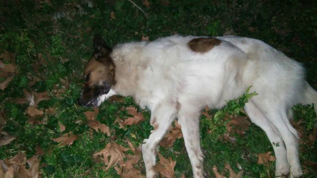Ο Φιλοζωικός Σύλλογος για τη δολοφονία σκύλων με φόλες στο Μαρίνι