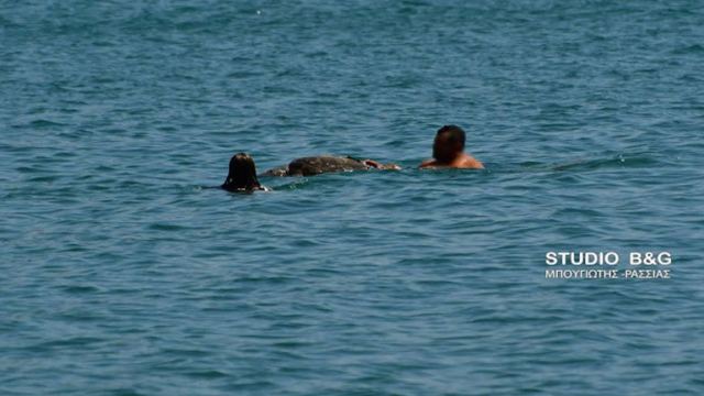 Νεκρή θαλάσσια χελώνα ανάμεσα σε λουόμενους σε παραλία του Ναυπλίου
