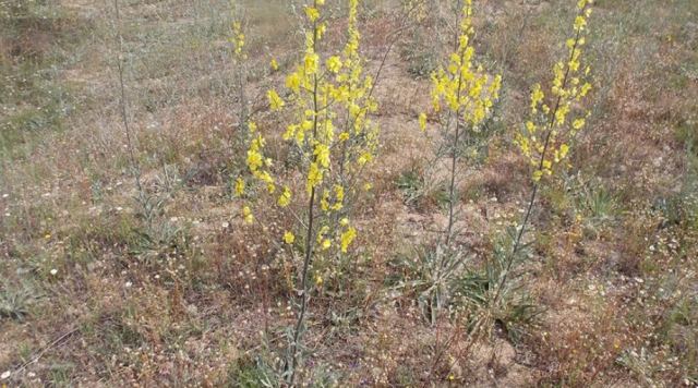 Μαθητές του 3ου Γυμνασίου Κιλκίς «υιοθέτησαν» το κίτρινο λουλουδάκι που φυτρώνει μόνο στην περιοχή της λίμνης Δοϊράνης