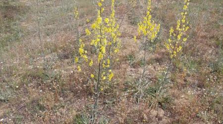 Μαθητές του 3ου Γυμνασίου Κιλκίς «υιοθέτησαν» το κίτρινο λουλουδάκι που φυτρώνει μόνο στην περιοχή της λίμνης Δοϊράνης
