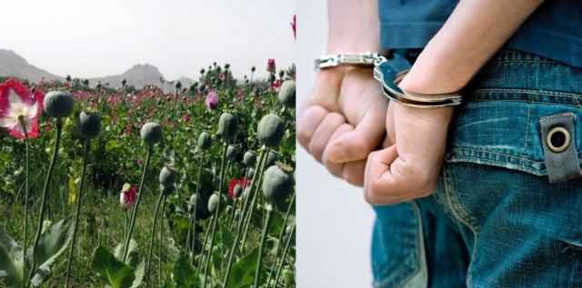 Συλλήψεις για μεγάλη φυτεία με οπιούχες παπαρούνες