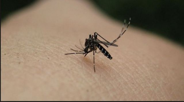 Κρούσμα ελονοσίας από τσίμπημα κουνουπιού - Σε καραντίνα 4 χωριά