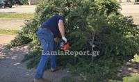 Λαμία: Έριξε δέντρα ο αέρας - ΒΙΝΤΕΟ